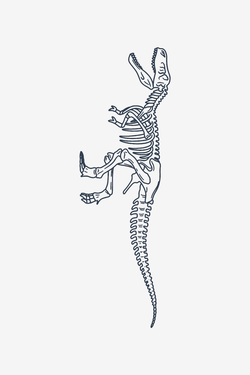 T-Rex skelett