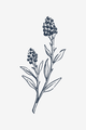 Wild Flowers