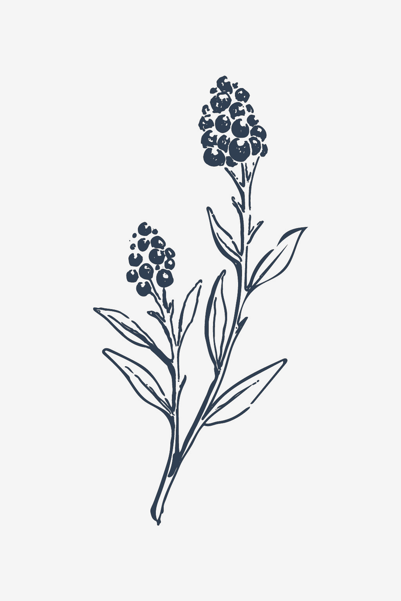 Wild Flowers