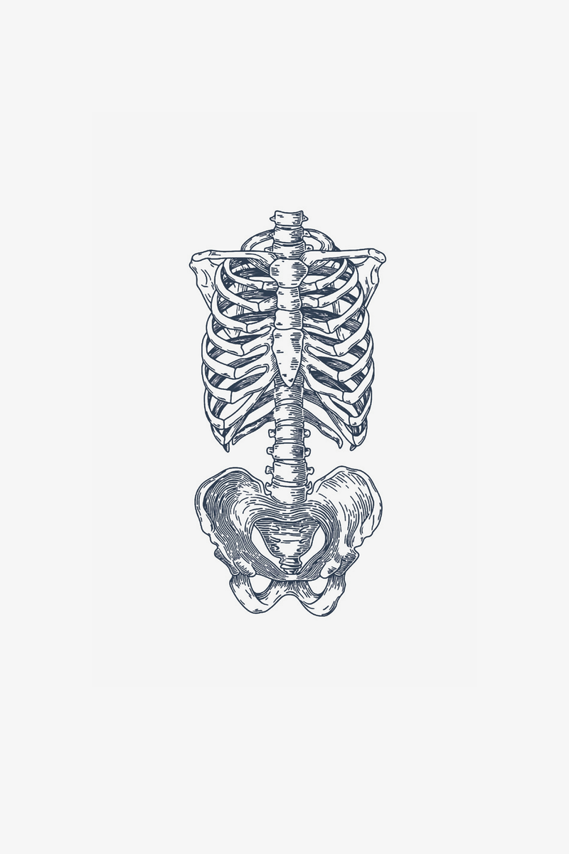 Anatomy